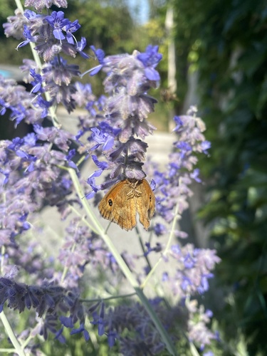 Gatekeeper