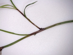 Schoenus maschalinus