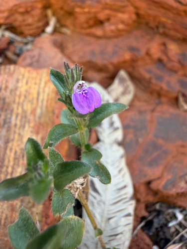 Rostellularia adscendens, 2026-07-16