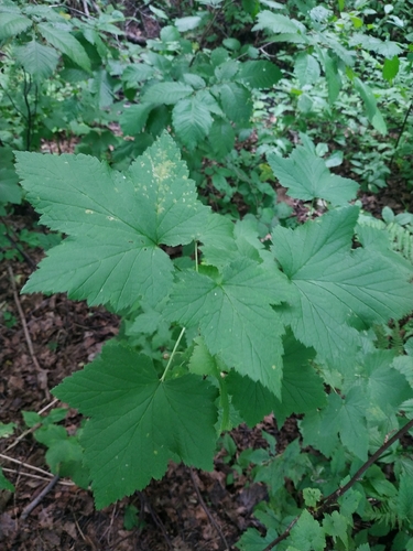 Наблюдение на iNaturalist