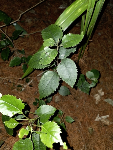 Hoheria populnea, photograph 4
