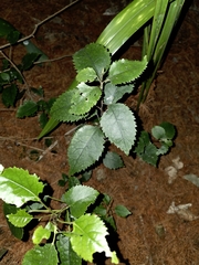 Hoheria populnea, photograph author not stated, no rights reserved
