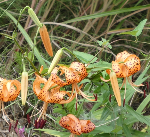 Tiger lily (Lilium lancifolium)