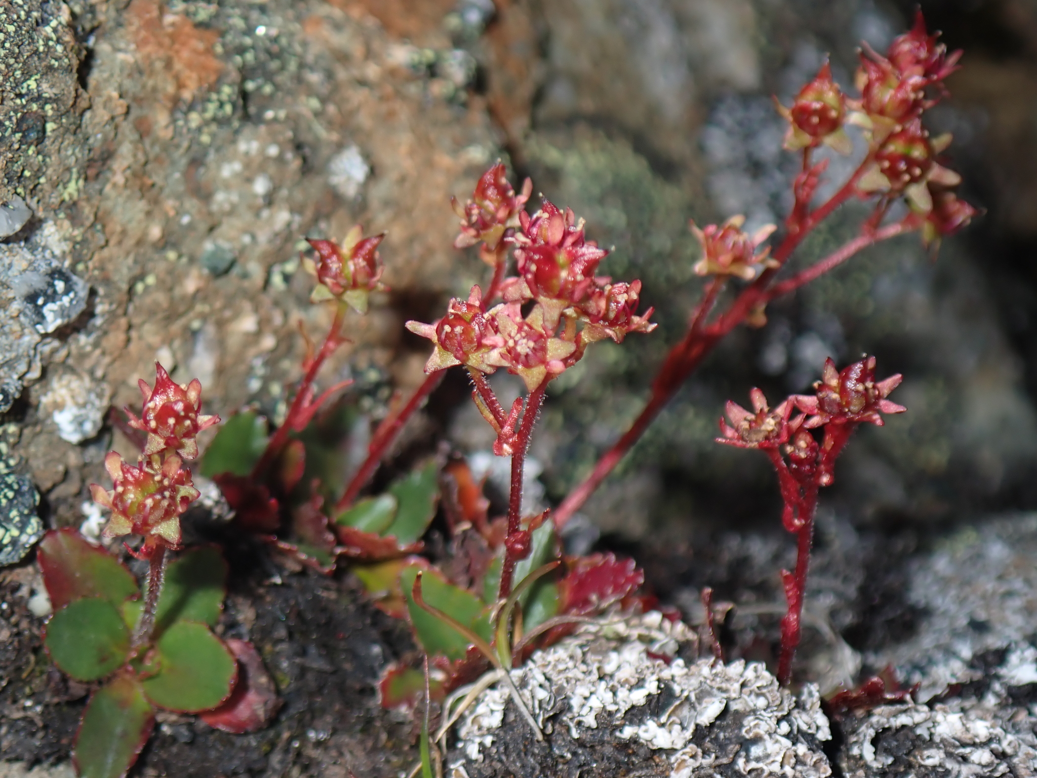 Micranthes tischii