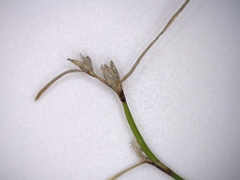 Schoenus maschalinus