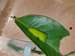 Graphium agamemnon agamemnon