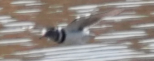 iNaturalist image