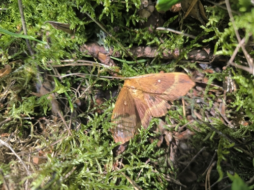 Oak Eggar