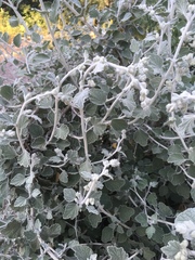 Malacothamnus arcuatus