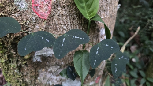 Passiflora porophylla, photograph 5