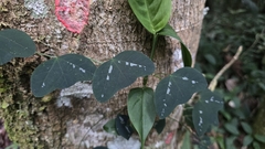 Passiflora porophylla, photograph Paulo Mascaretti, CC BY, iNaturalist via GBIF