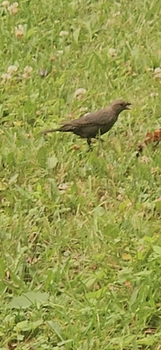 Brown-headed Cowbird photographed in Maine