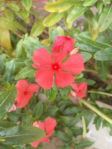 Madagascar Periwinkle