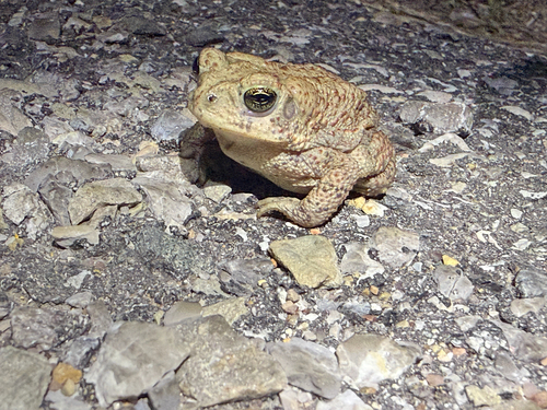 Red-spotted Toad