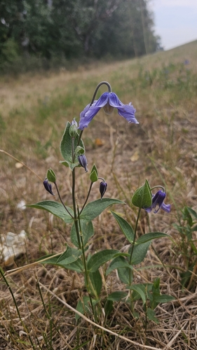 Solitary Virgin's-bower