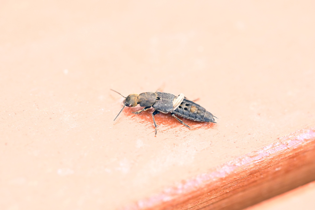 Dinothenarus ornatus