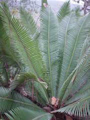 Dioon edule