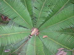 Dioon edule