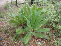 Dioon edule