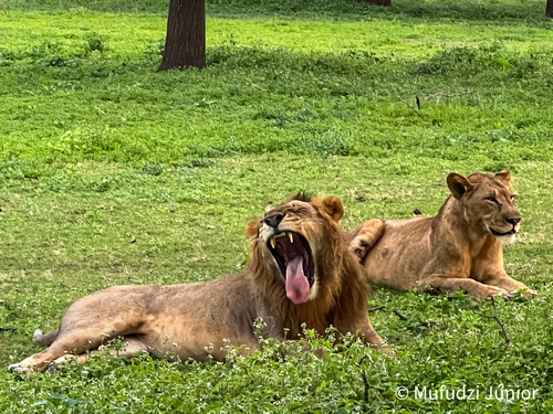 Southern Lion