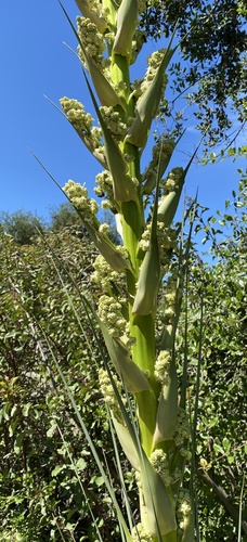 Nolina cismontana