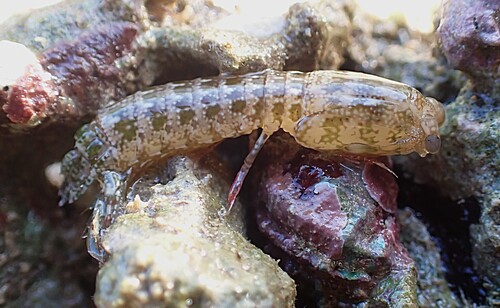 Gonodactylaceus falcatus observed 2026-07-14
