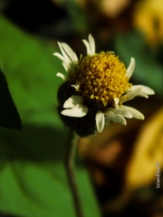 Tridax procumbens