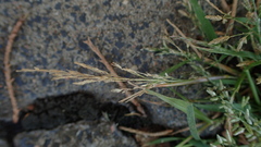 Eragrostis pilosa