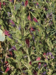 Echium rosulatum, photograph (c) Rui Ribeiro, some rights reserved (CC BY)