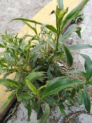 Barkleyanthus salicifolius