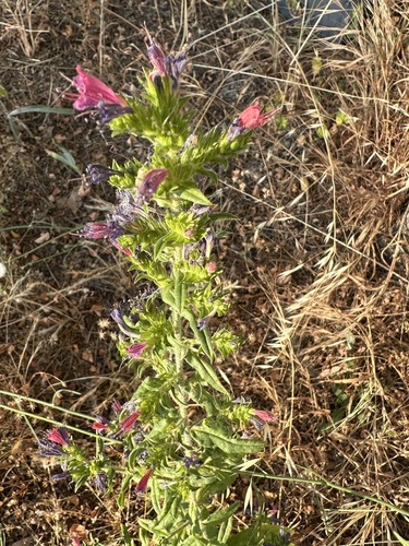 Echium rosulatum, photograph 4