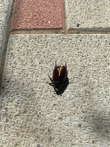 European Rhinoceros Beetle