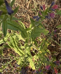 Echium rosulatum, photograph (c) Rui Ribeiro, some rights reserved (CC BY)