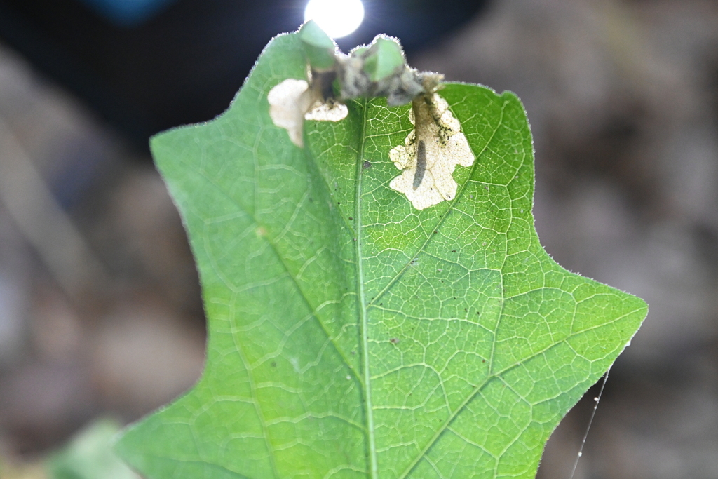 Keiferia inconspicuella