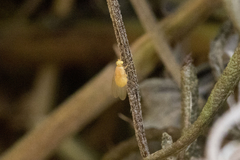 Chyromyidae