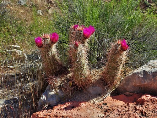 Echinocereus relictus