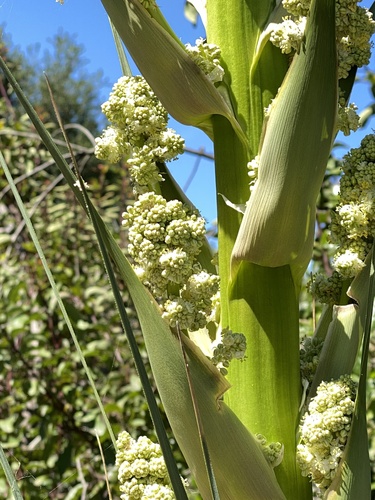 Nolina cismontana
