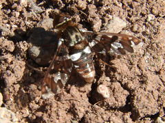 Exoprosopa caliptera