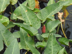 Pardosa pseudoannulata