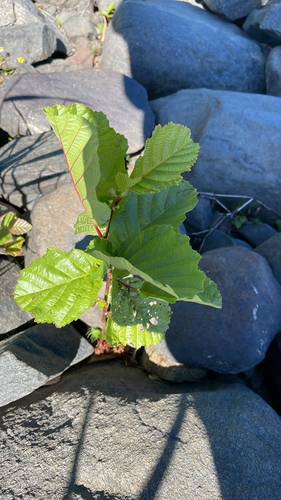 common alder