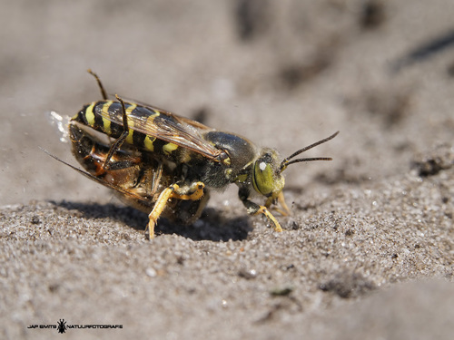 Harkwesp, Ponyren, Soerendonk, Nederland, photo 5 of 10
