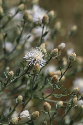 Centaurea diffusa