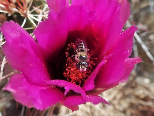 Echinocereus relictus
