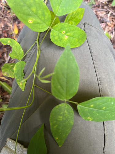 Centrosema pubescens, photograph 6