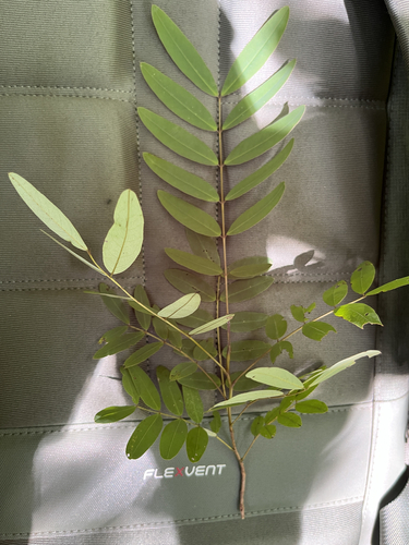 Kassod Tree
