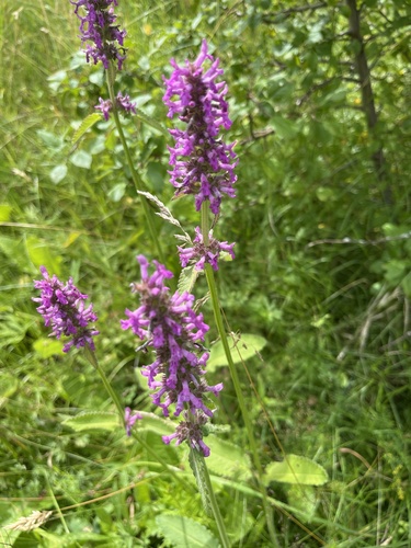 common hedge-nettle