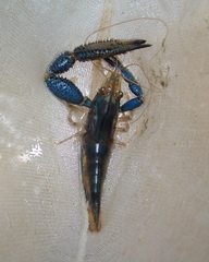 Macrobrachium hancocki