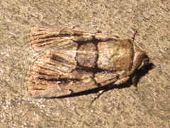 Sympistis infixa