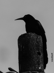 Quiscalus mexicanus