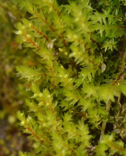 Pohlia drummondii observed 2026-07-15